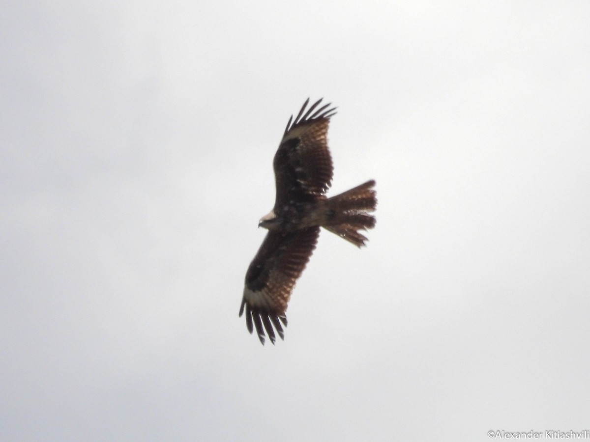 Black Kite (Black-eared) - Alexander Kitiashvili