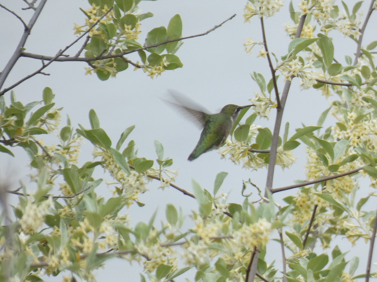 Ruby-throated Hummingbird - David Riddle