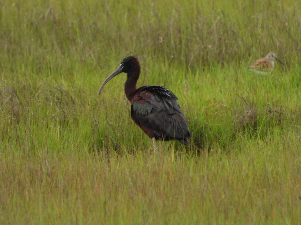 Glossy Ibis - Mandy Gibson