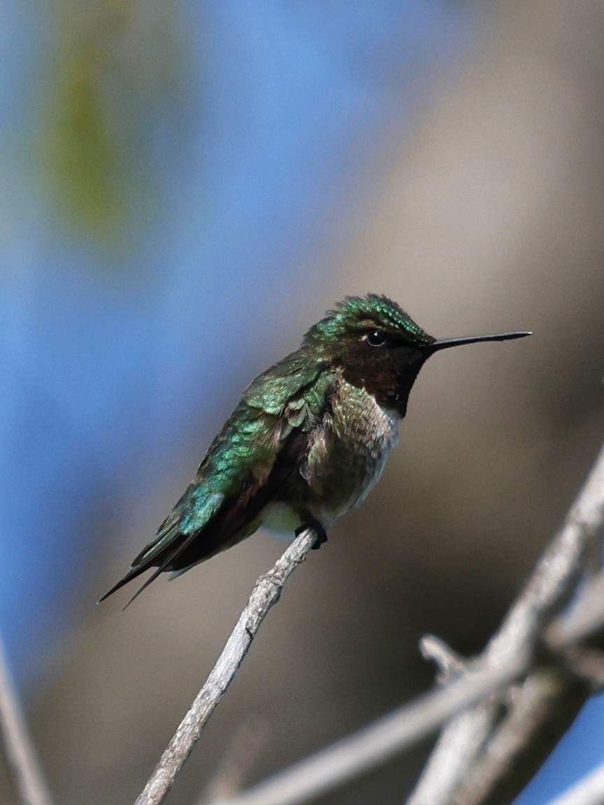 Ruby-throated Hummingbird - Denis Tétreault