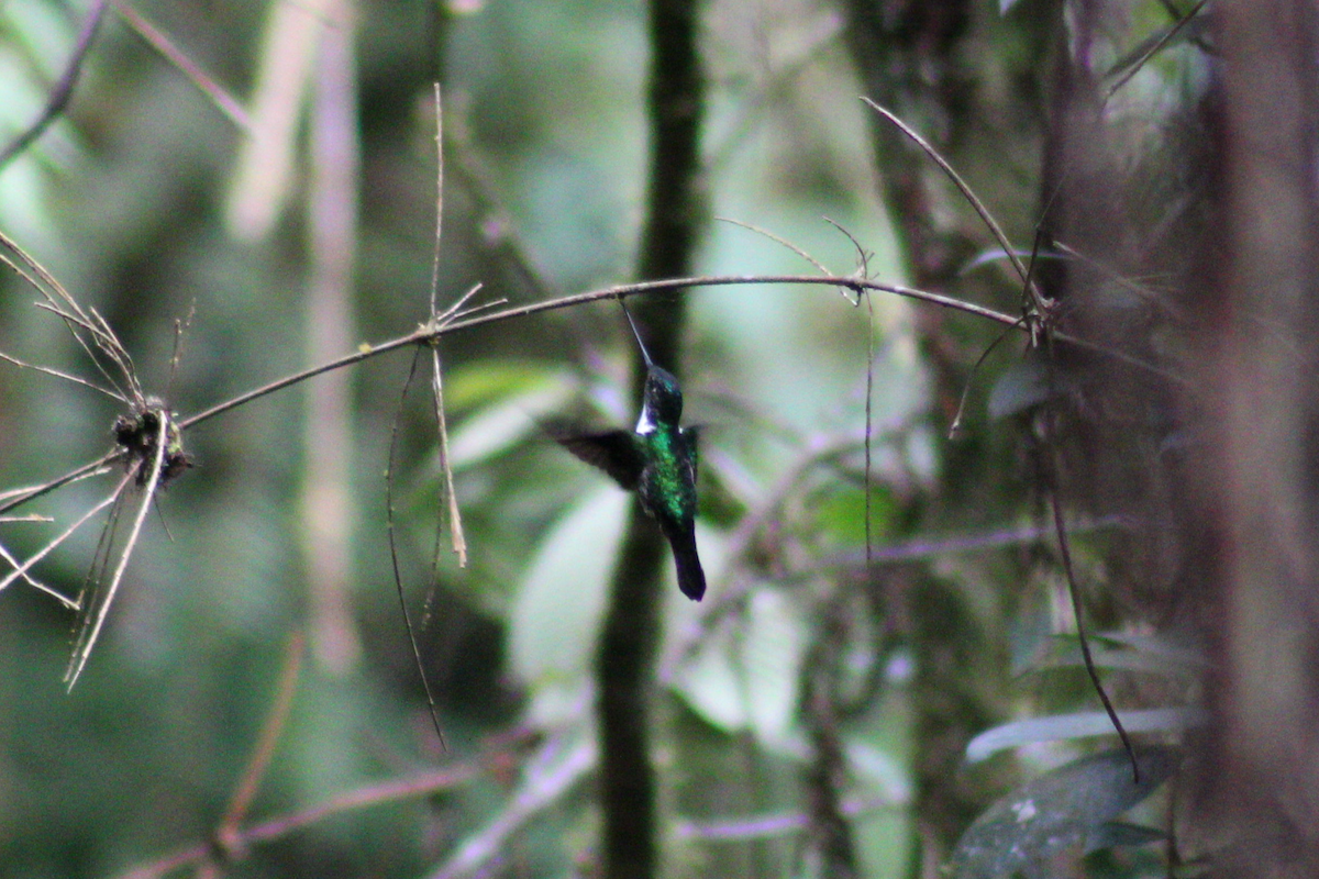 Collared Inca - Adrian Riascos