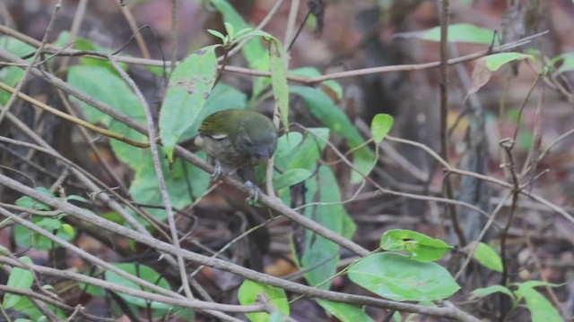 Lesser Antillean Saltator - ML619237924