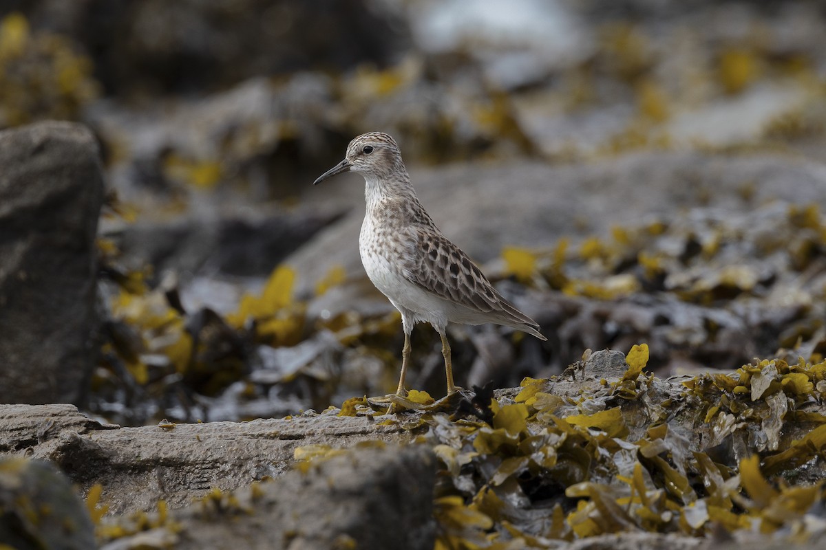 Least Sandpiper - ML619237927