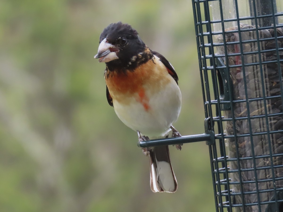 Rose-breasted x Black-headed Grosbeak (hybrid) - Alane Gray