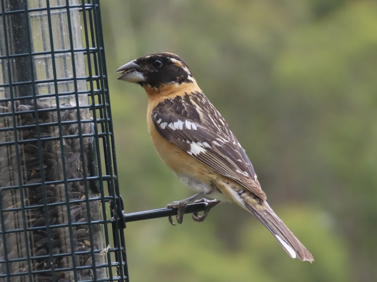 Black-headed Grosbeak - Alane Gray