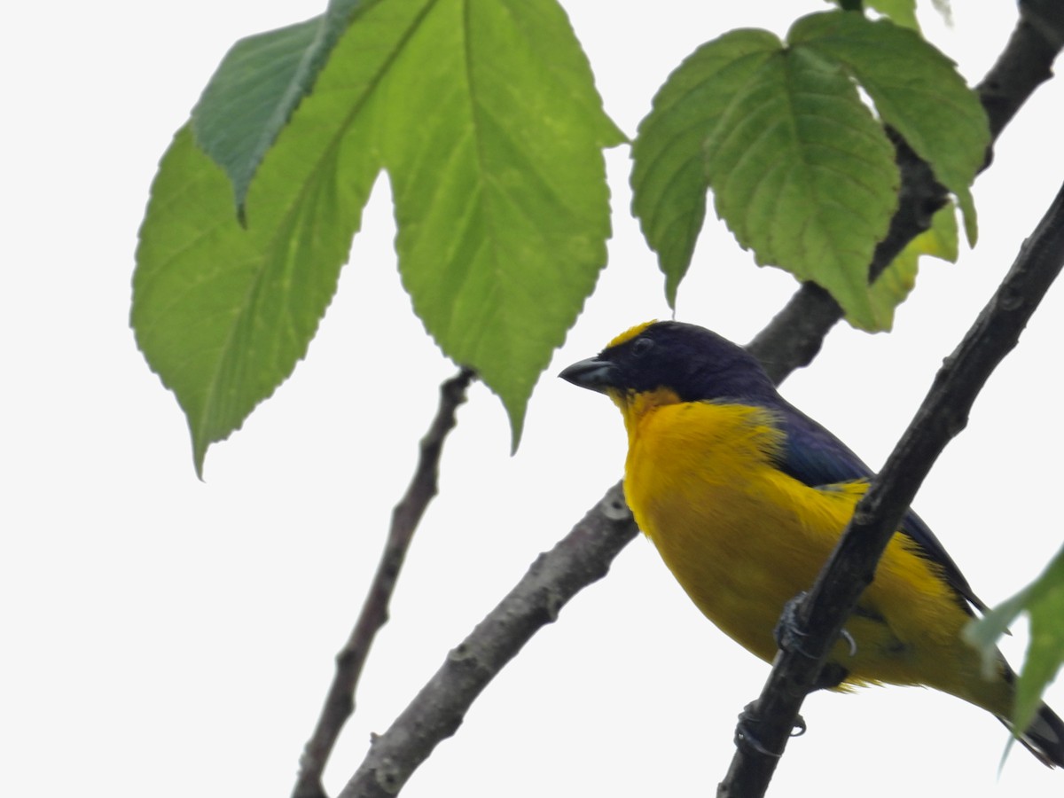 Thick-billed Euphonia - Alejandra Pons