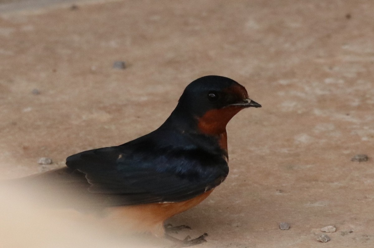 Barn Swallow - ML619237947