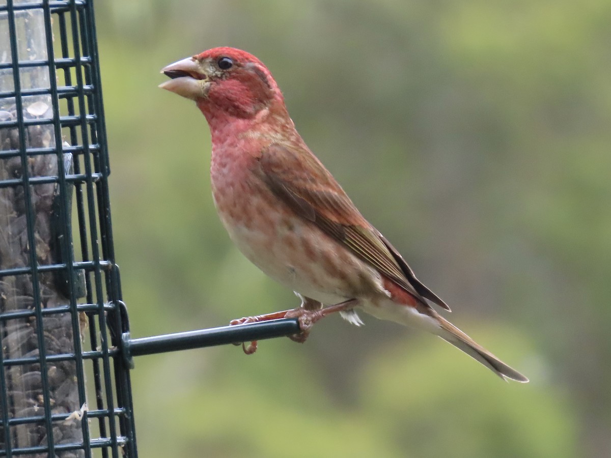 Purple Finch - ML619237948