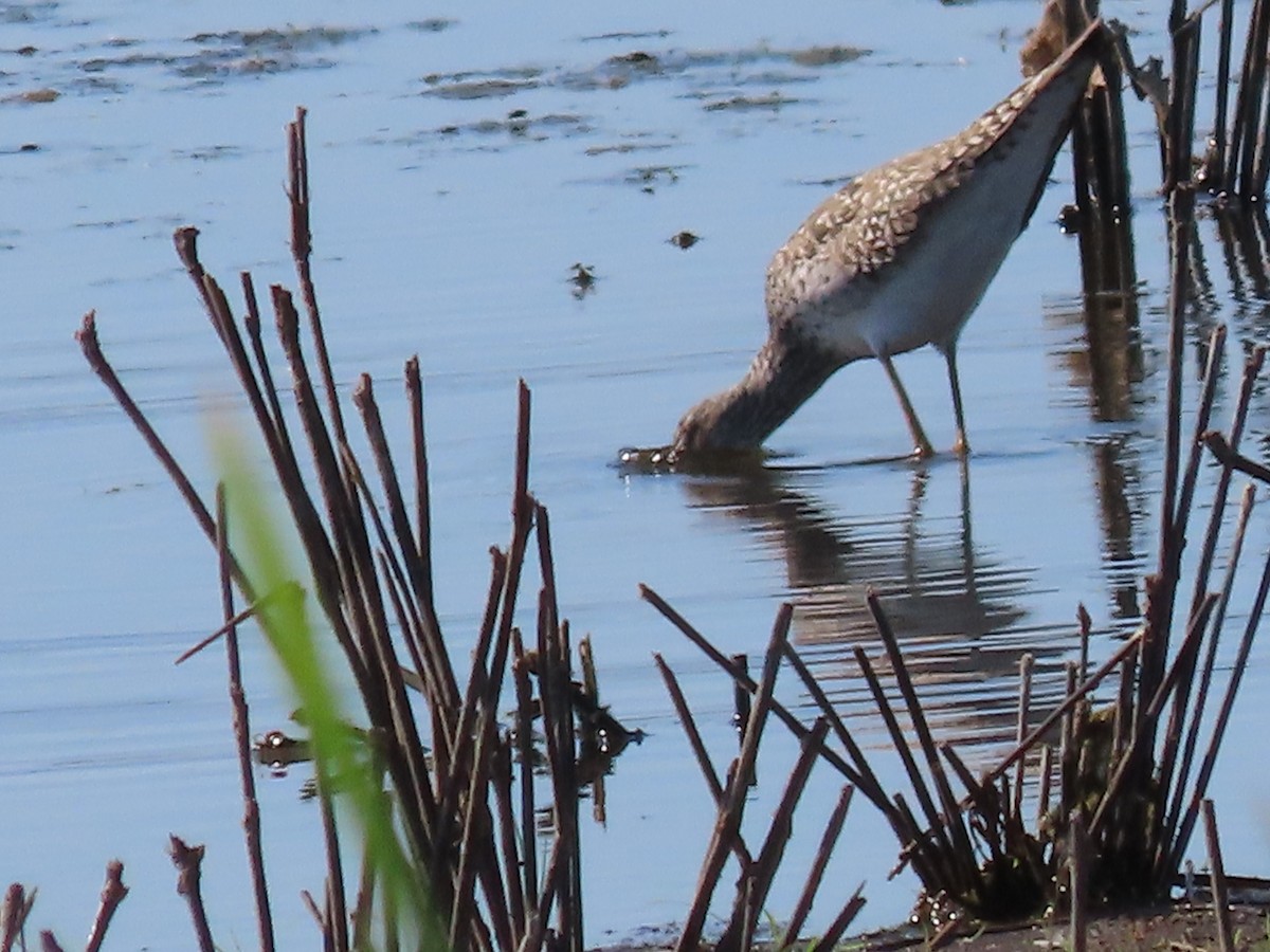 Greater Yellowlegs - Dick Zerger