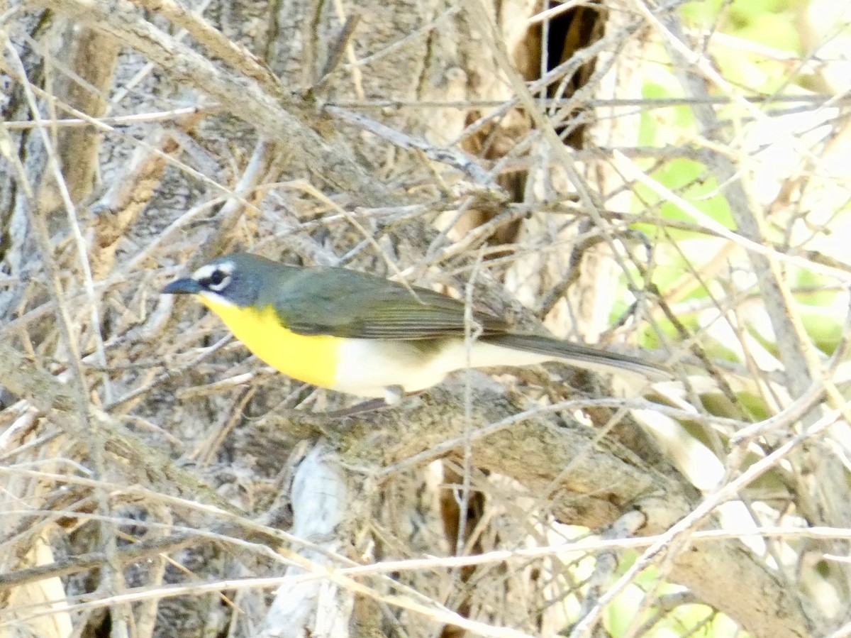 Yellow-breasted Chat - ML619237959