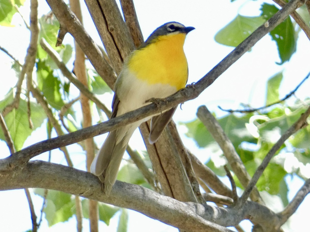 Yellow-breasted Chat - ML619237960