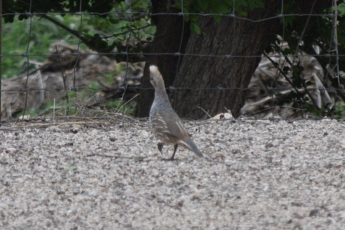 Scaled Quail - ML619237966