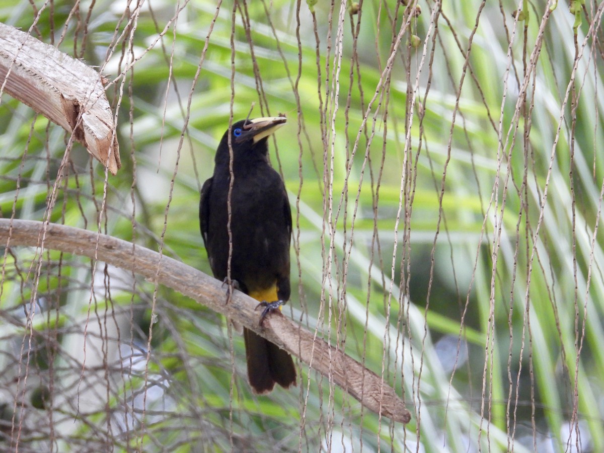 Yellow-rumped Cacique - Alejandra Pons