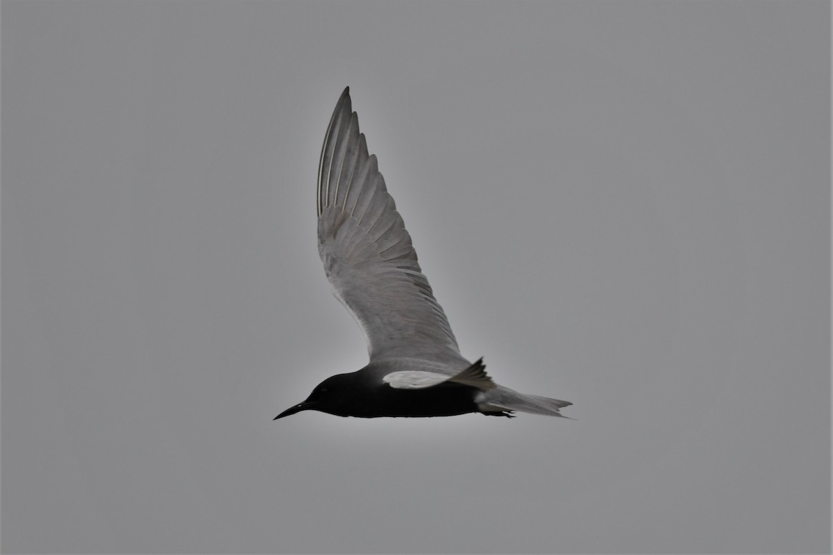 Black Tern - Mark Miller