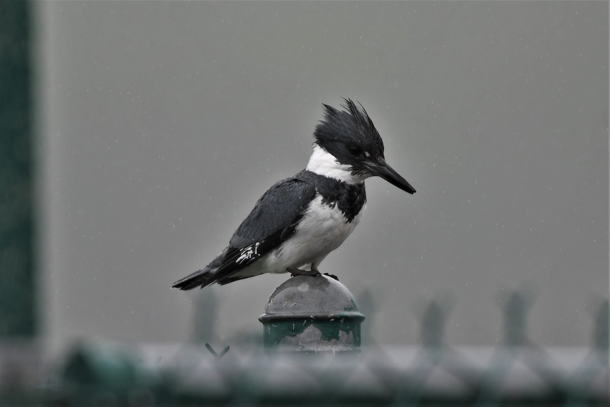 Belted Kingfisher - Mark Miller