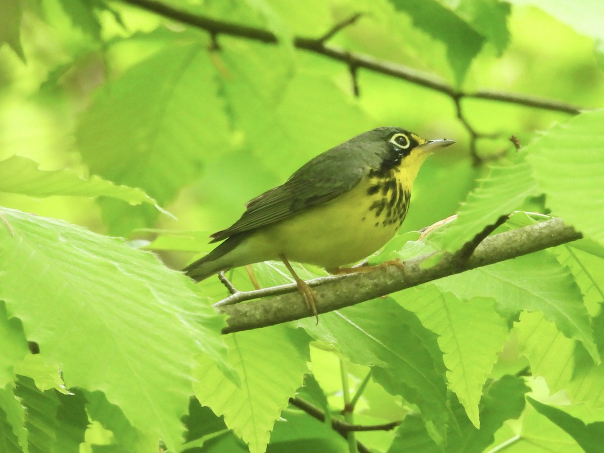 Canada Warbler - Mary Russ