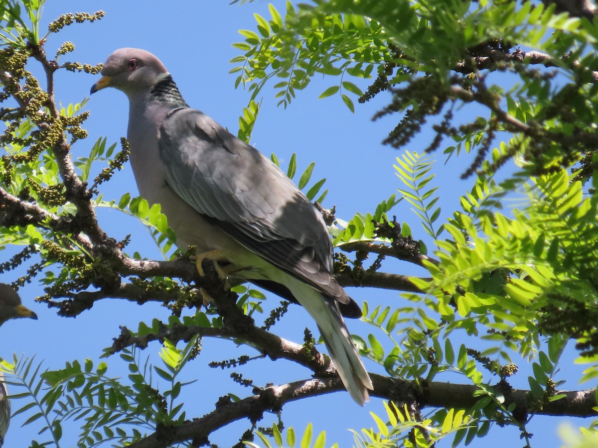 Band-tailed Pigeon (Northern) - Bryant Olsen