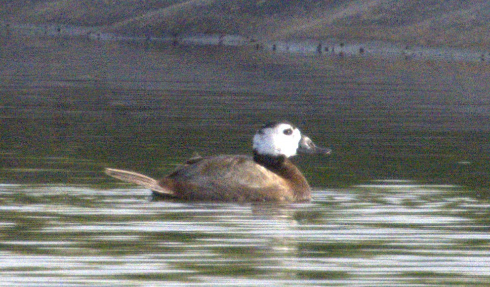 White-headed Duck - Merav Rozen