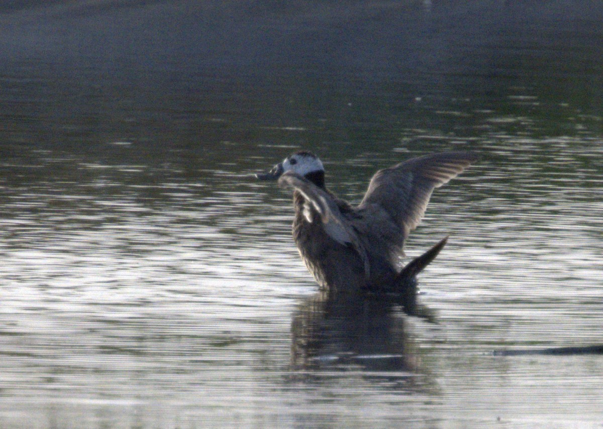 White-headed Duck - Merav Rozen