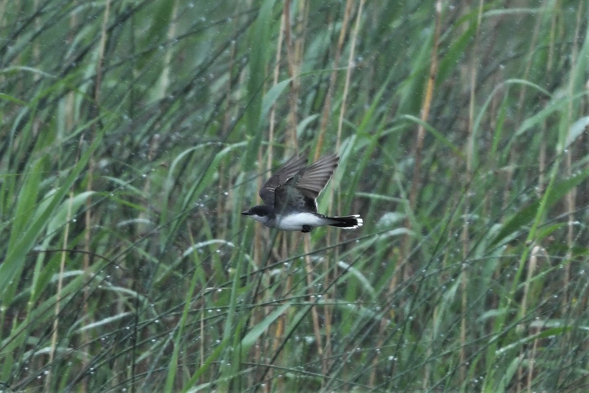 Eastern Kingbird - Mark Miller