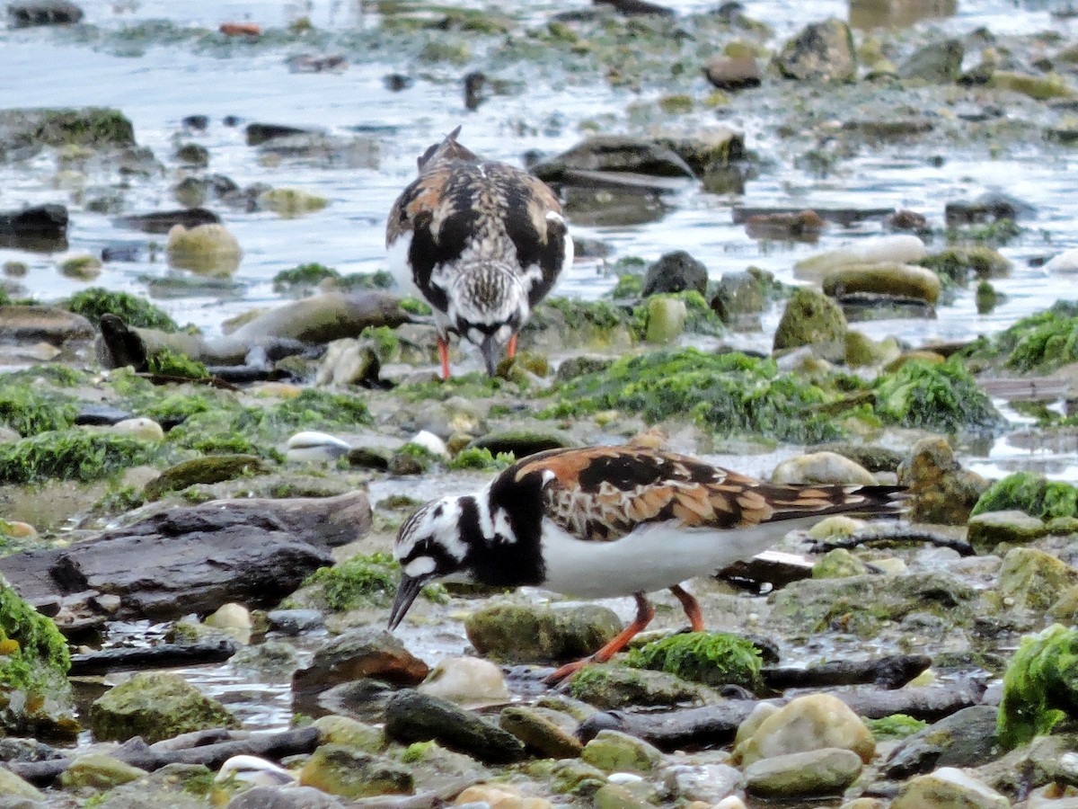 Ruddy Turnstone - ML619238022