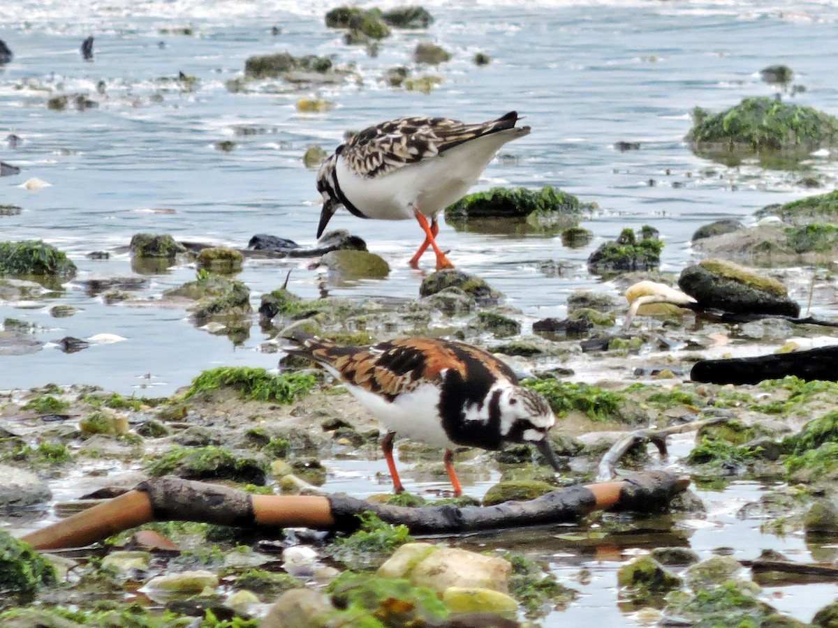 Ruddy Turnstone - ML619238023