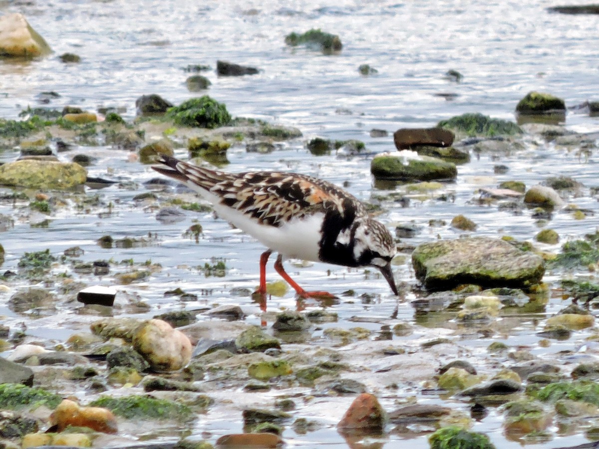 Ruddy Turnstone - ML619238024