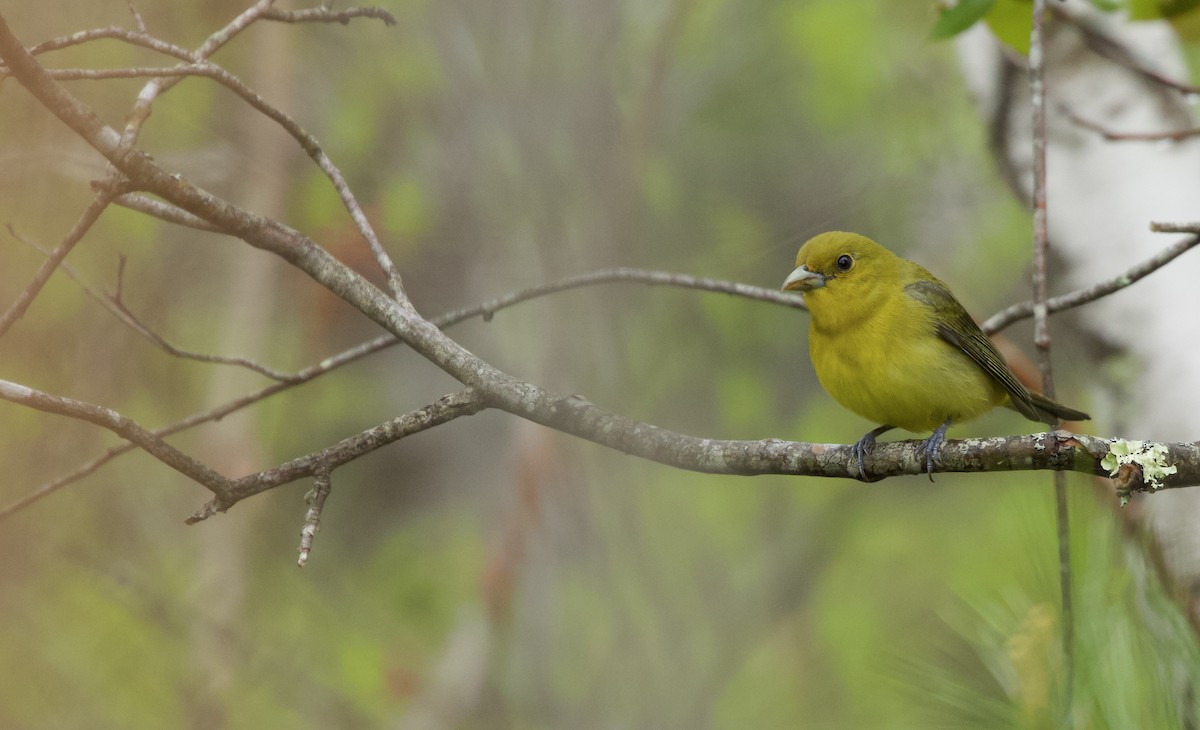 Scarlet Tanager - Will Sweet