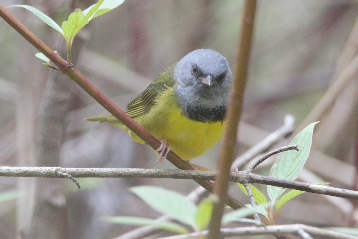 Mourning Warbler - Ana Luisa Santo