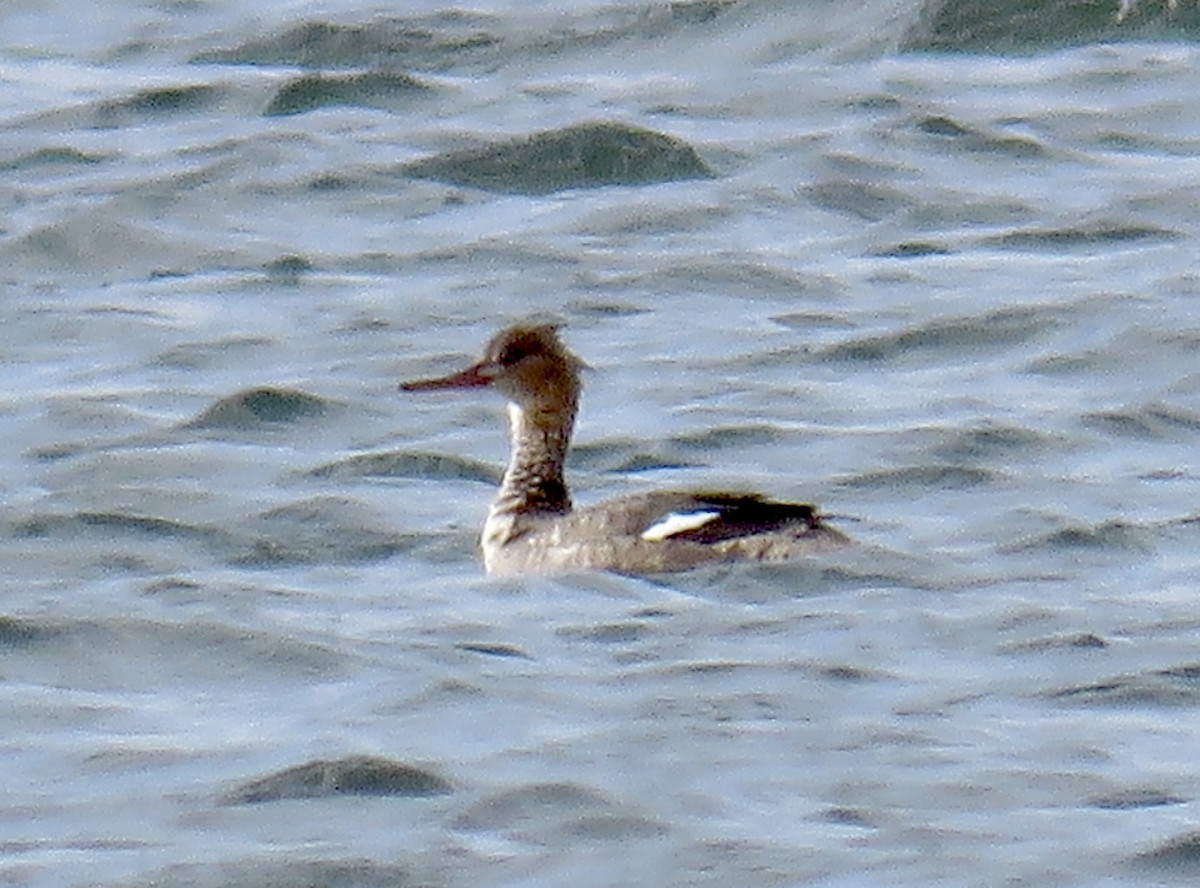 Red-breasted Merganser - Molly Sultany