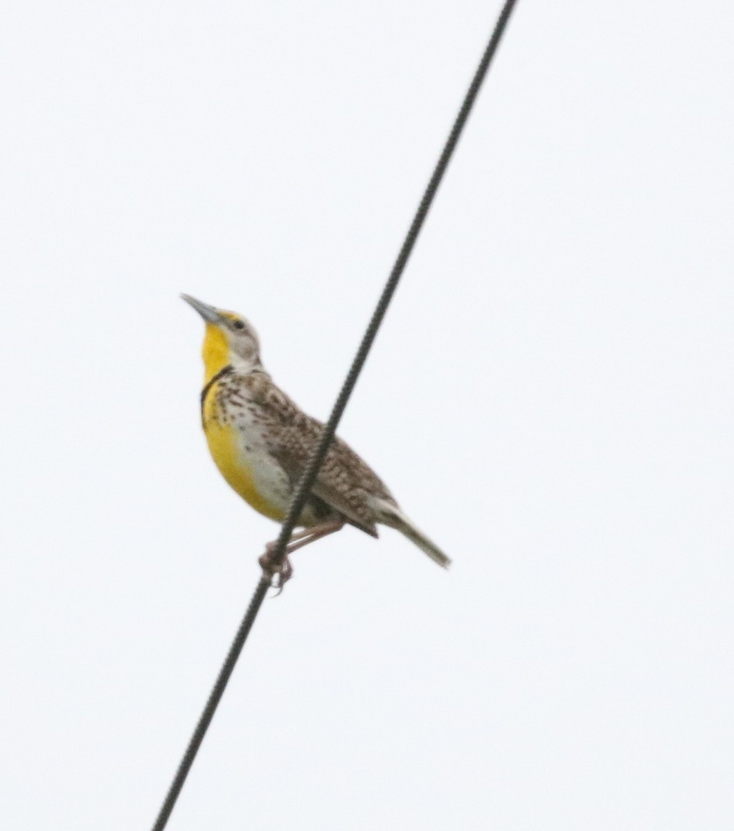 Western Meadowlark - Janette Davidson