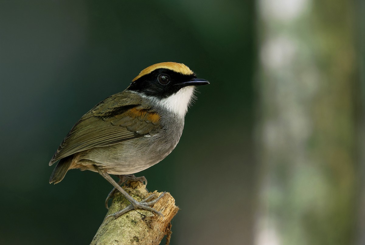Black-cheeked Gnateater - Alexandre Gualhanone