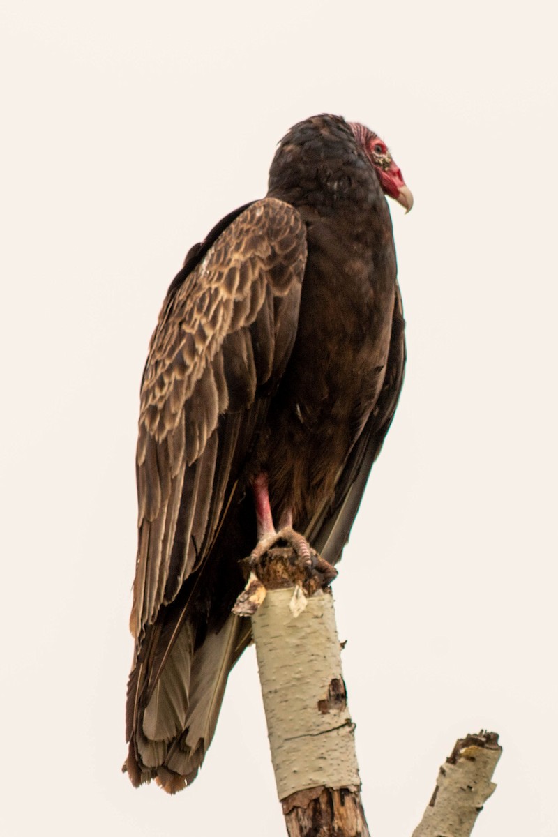 Turkey Vulture - Rebecca Fabbro