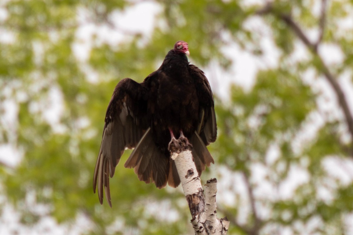 Turkey Vulture - Rebecca Fabbro