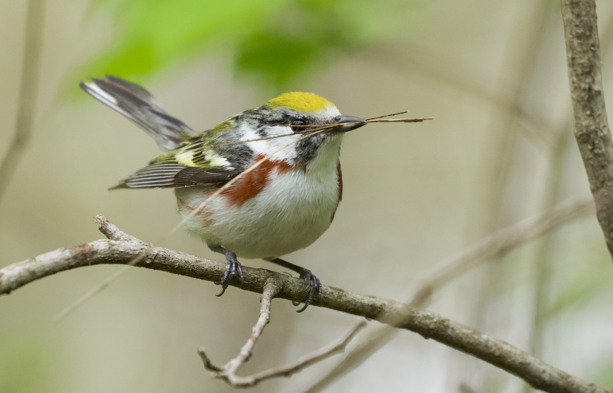 Chestnut-sided Warbler - Will Sweet
