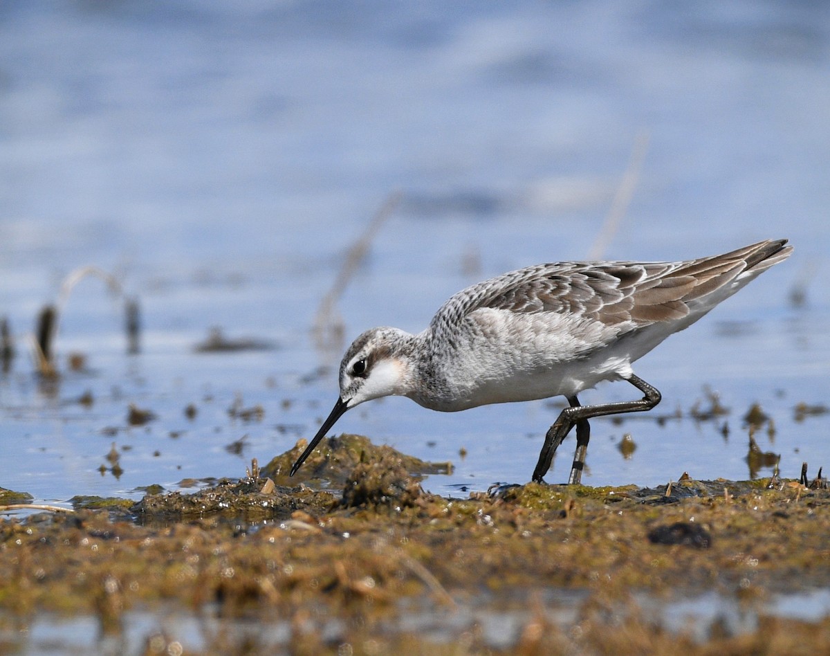 Wilson's Phalarope - ML619238051