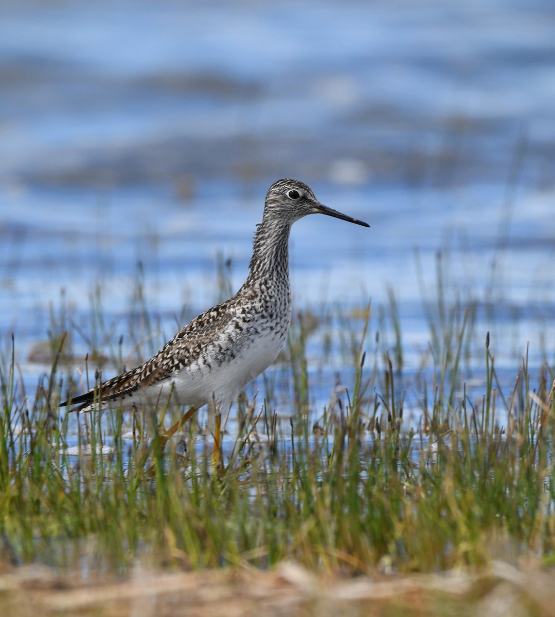 Lesser Yellowlegs - Jeff Gardner