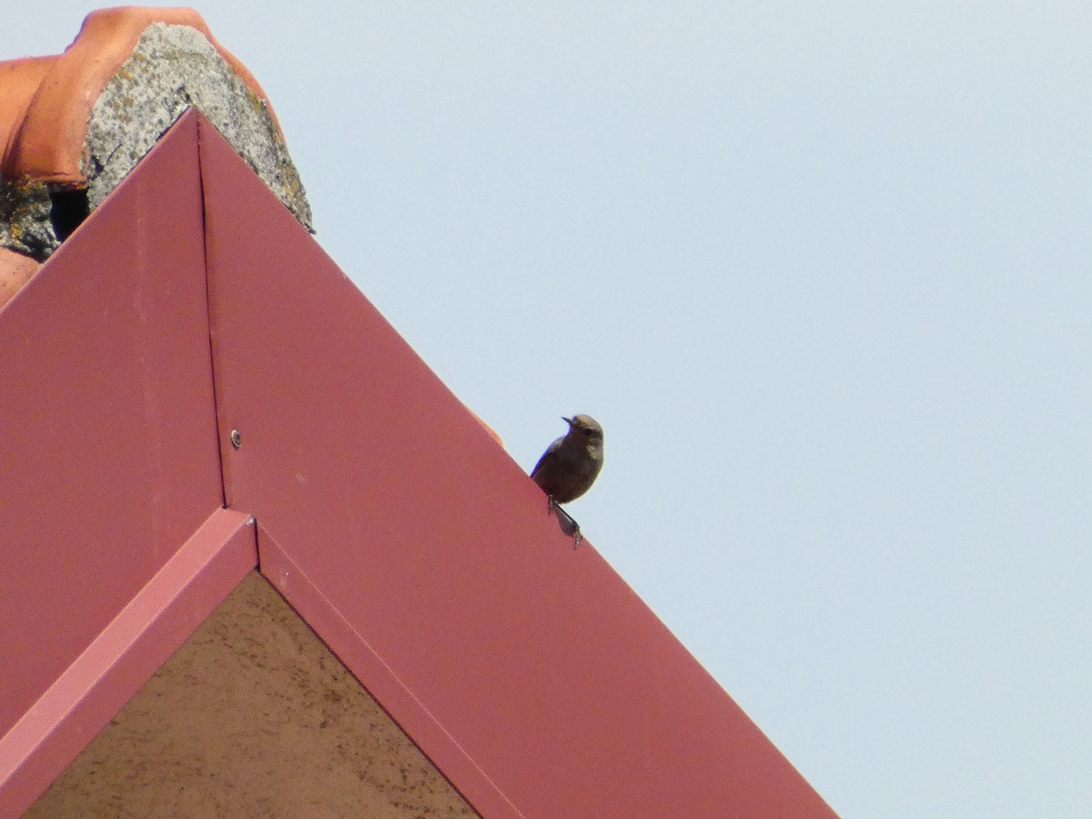 Black Redstart - Михаило Тепавчевић