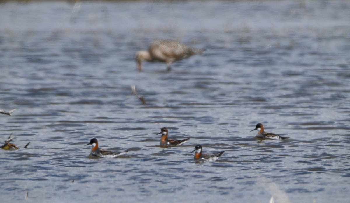 Red-necked Phalarope - Jeff Gardner