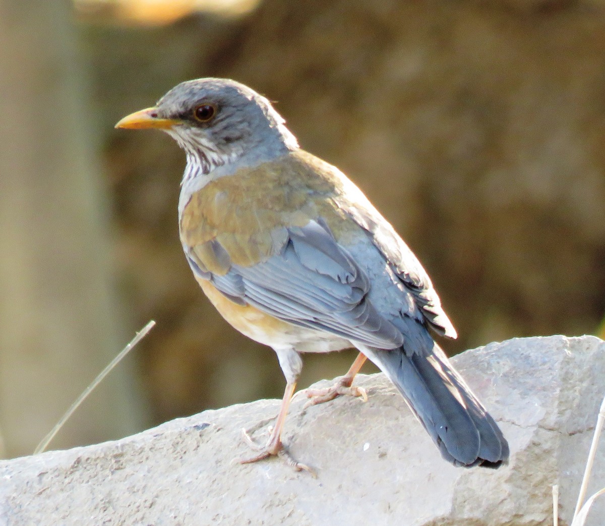 Rufous-backed Robin - ML619238128