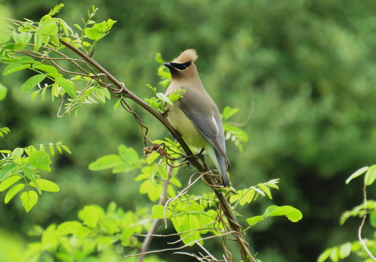 Cedar Waxwing - John Haas