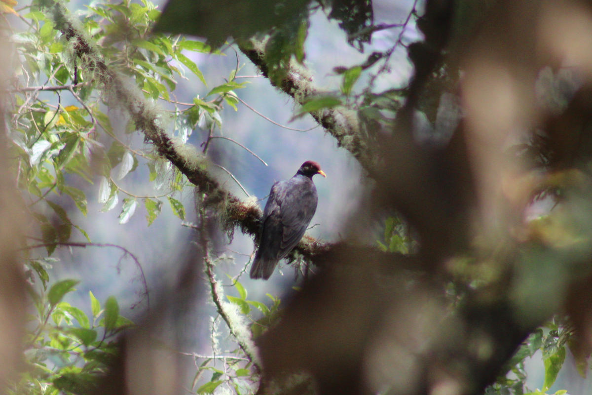 Band-tailed Pigeon - Adrian Riascos