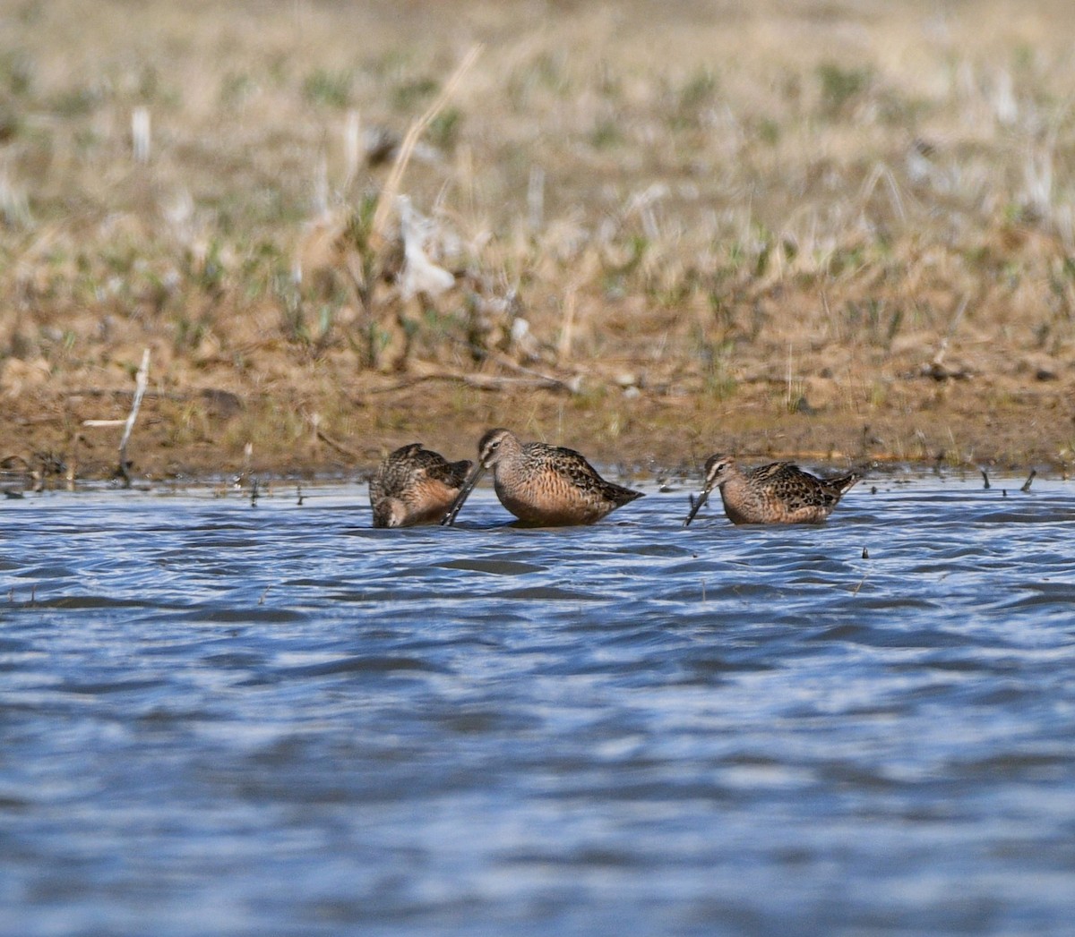 Long-billed Dowitcher - ML619238138