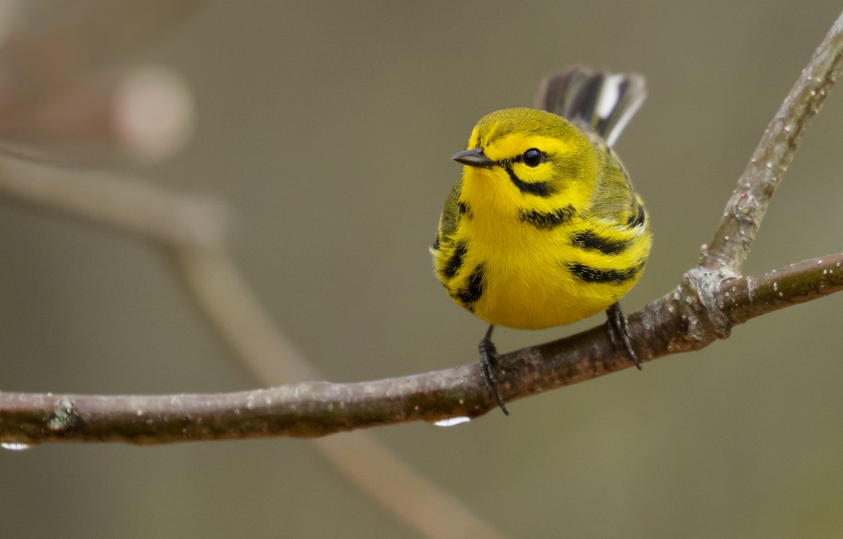 Prairie Warbler - Will Sweet