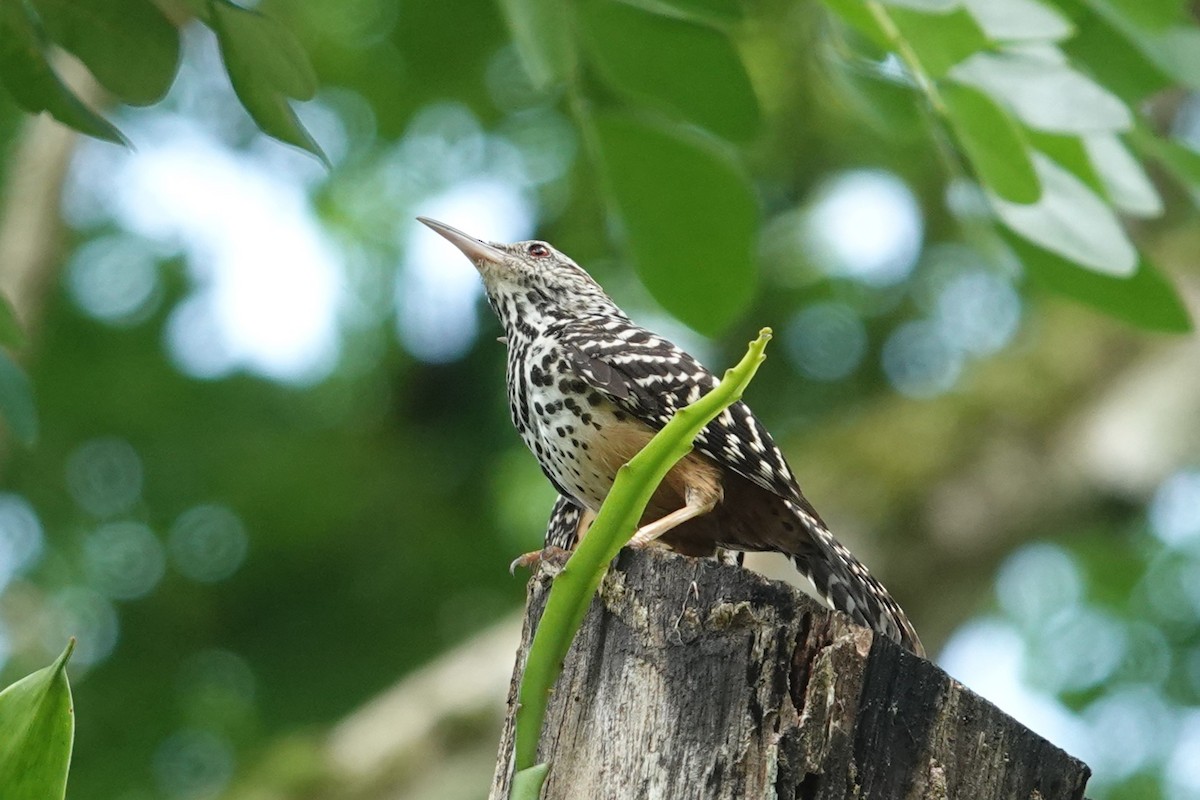 Band-backed Wren - Jim Zook