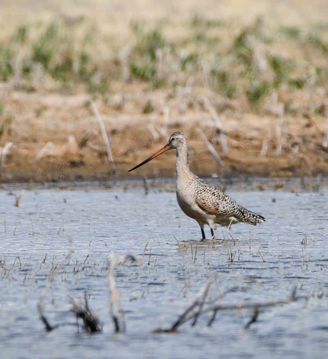 Marbled Godwit - ML619238149