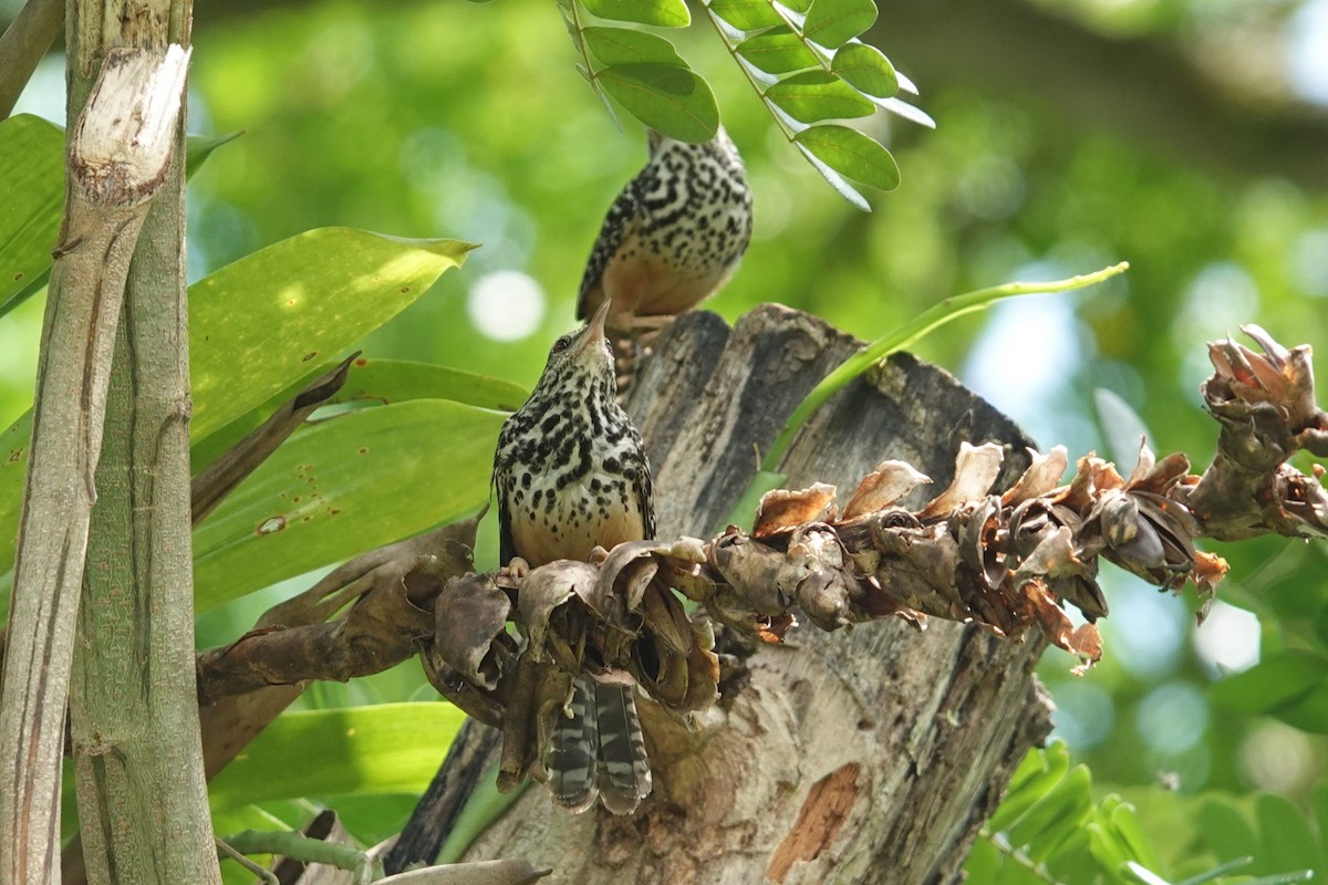 Band-backed Wren - Jim Zook