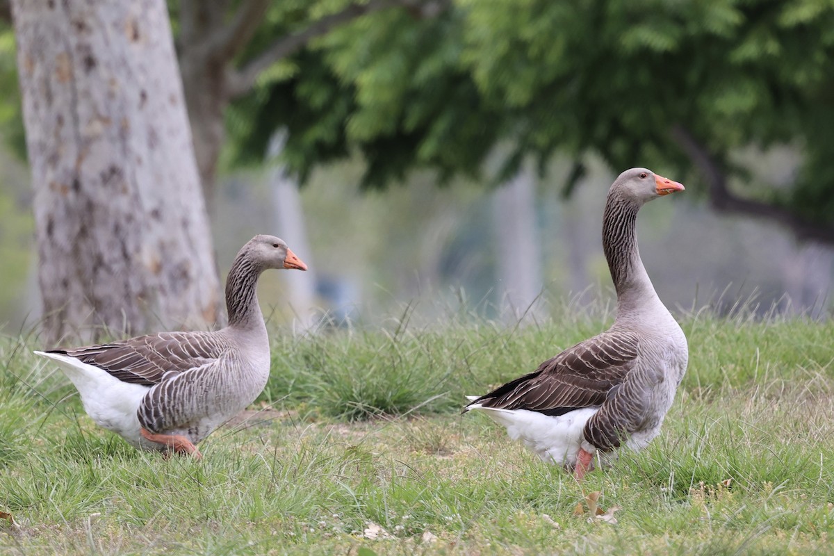 Graylag Goose (Domestic type) - Ann Stockert