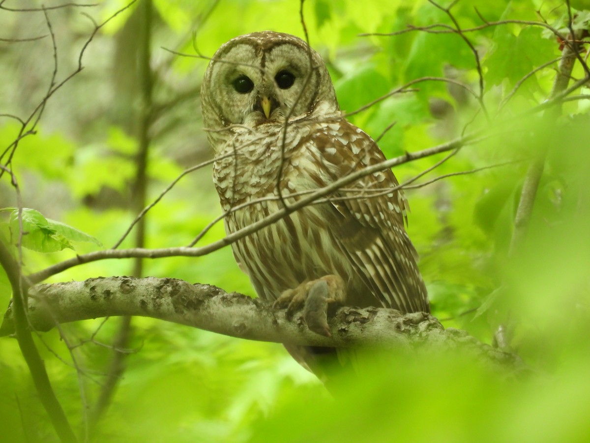 Barred Owl - Mary Russ