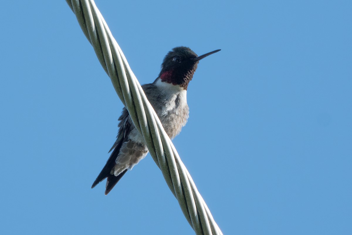 Ruby-throated Hummingbird - ML619238174